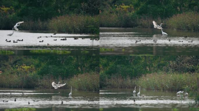 湿地白鹭展翅-慢镜头
