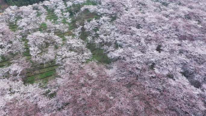 贵州平坝万亩樱花园