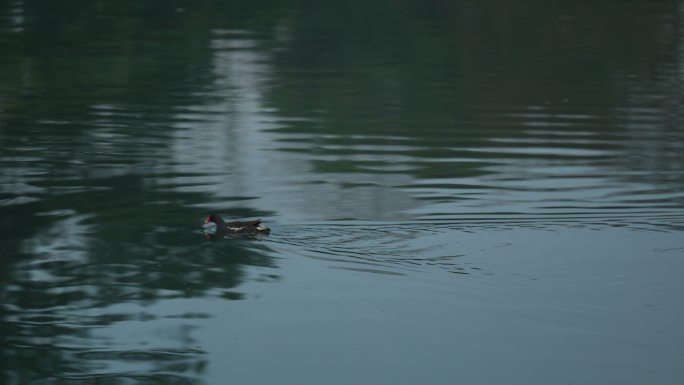 杭州西湖水面上水鸟游过