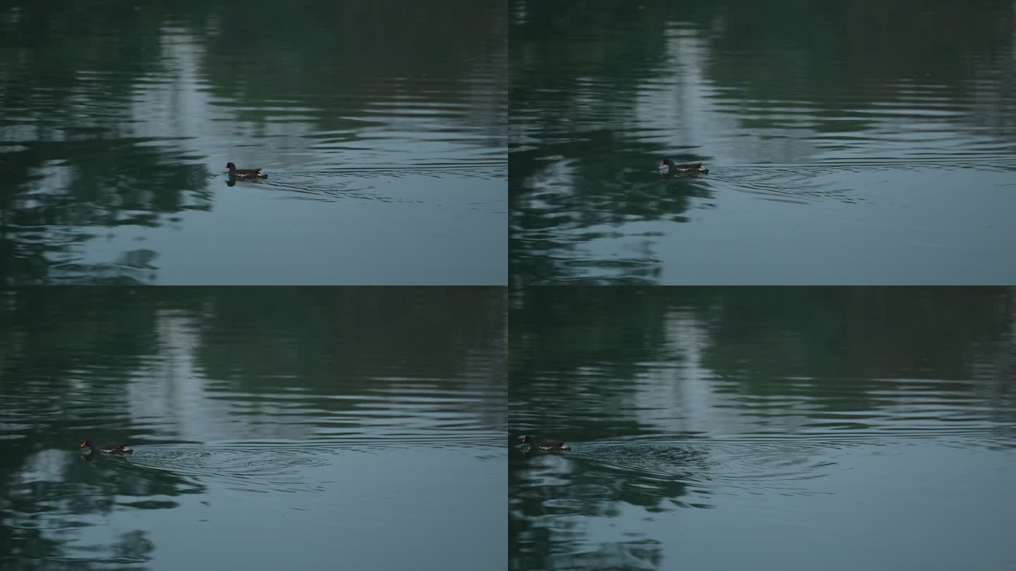 杭州西湖水面上水鸟游过