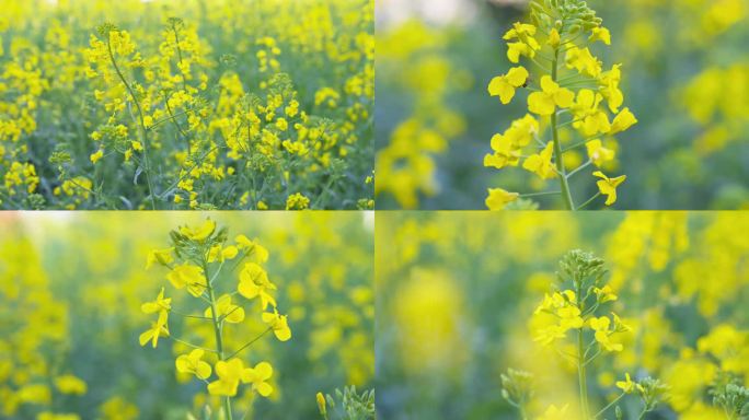 春天 油菜花 蜜蜂 油菜