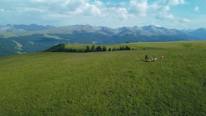 航拍新疆那拉提草原自然风景牧羊人赶羊群