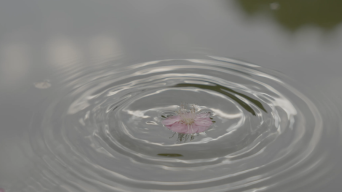 梅花飘落在水面上（灰片）