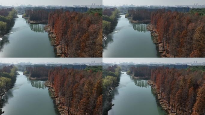 秋色杉林水岸河道