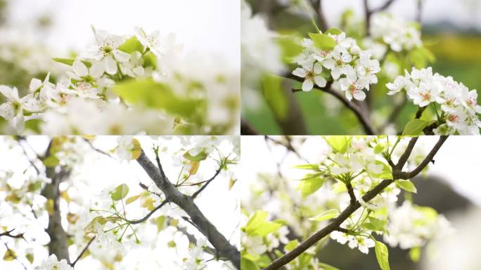 春暖花开春天百花争艳梨花桃花春天花开景象