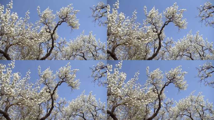 梨树花开
