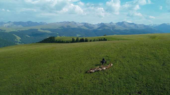 航拍新疆那拉提草原自然风景牧羊人和羊群