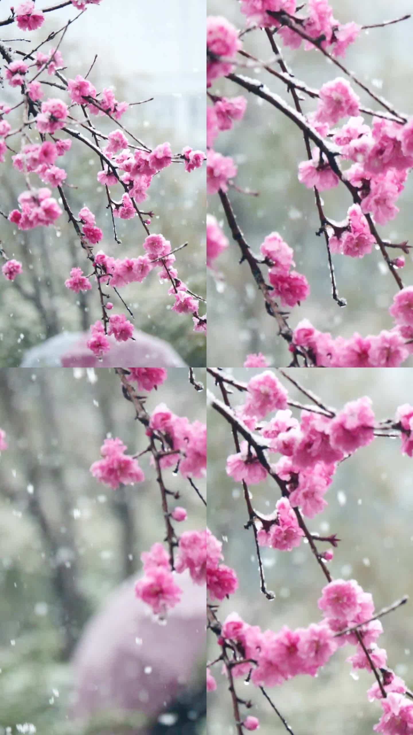 春天梅花雪景 竖版 竖屏