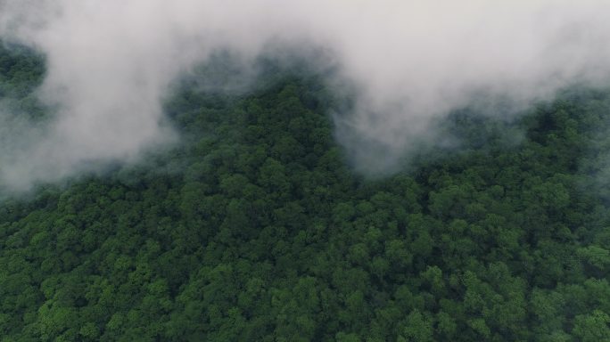 夏日九顶山高角度航拍云雾缭绕森林