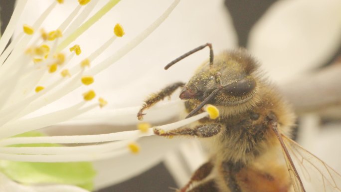 蜜蜂蜜蜂采蜜花蜜蜂蜜