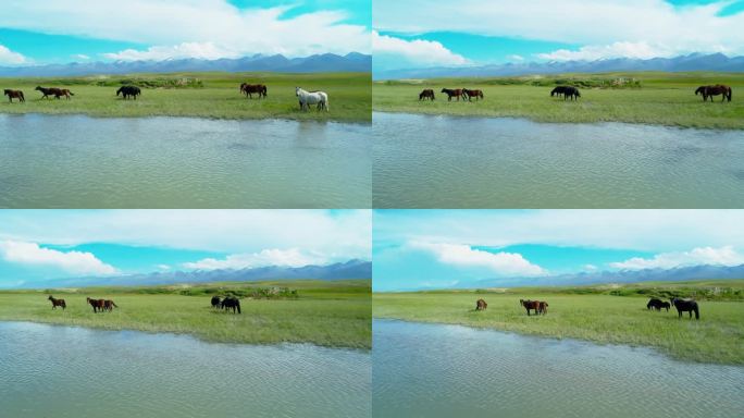 新疆草原上的骏马蓝天下河边吃草航拍风景
