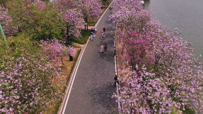 海珠湿地 花团锦簇素材（5K）