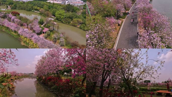 海珠湿地 花团锦簇素材（5K）