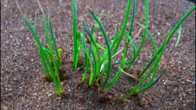 沙漠植物生长野生沙葱生长延时拍摄