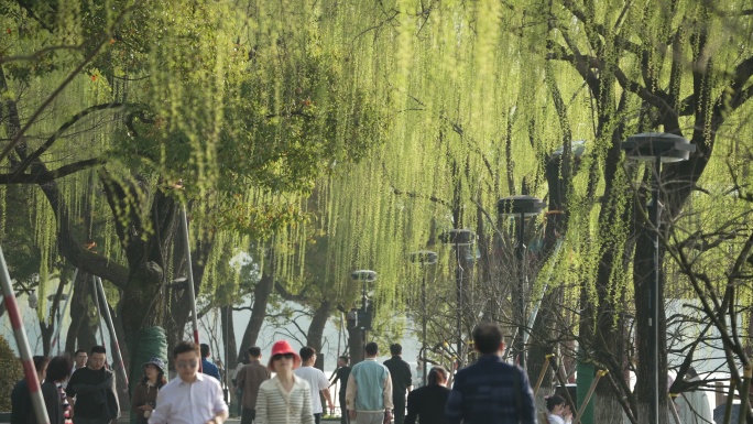 杭州西湖边柳树下的游客