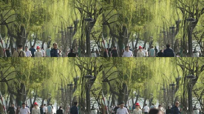 杭州西湖边柳树下的游客