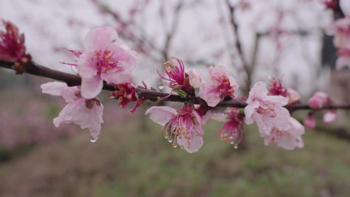 梅雨季节雨季桃花