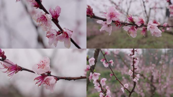 梅雨季节雨季桃花