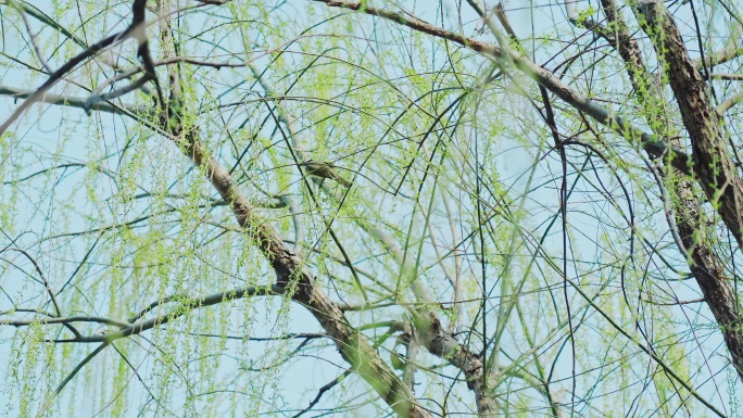 【4K】春天柳树上的鸟
