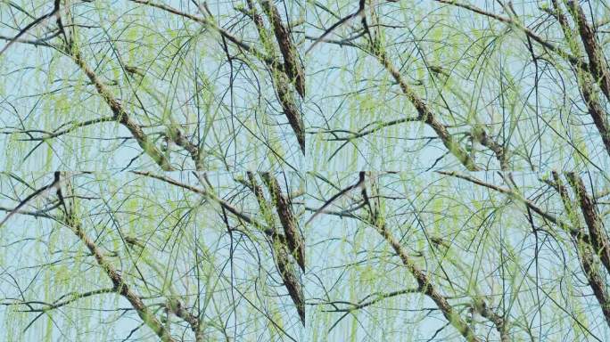 【4K】春天柳树上的鸟