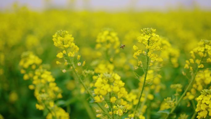 蜜蜂采蜜