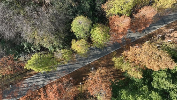 秋季航拍水杉林带