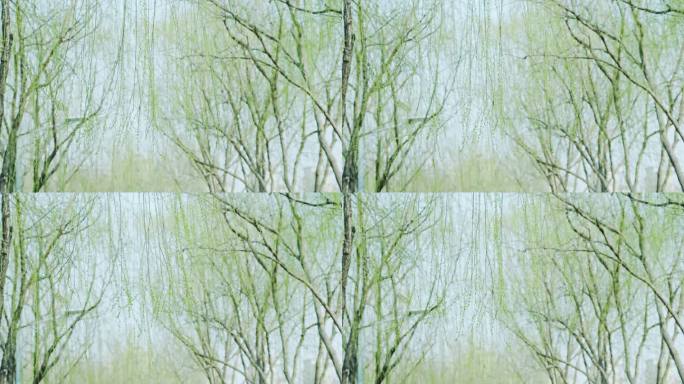 【4K】春天的柳树吐出嫩芽