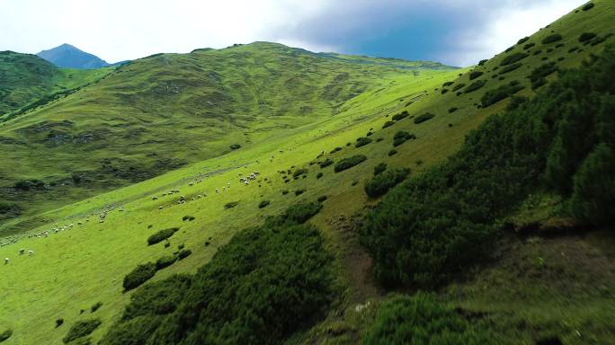 新疆草原风光无限好牛羊满山坡航拍自然风光