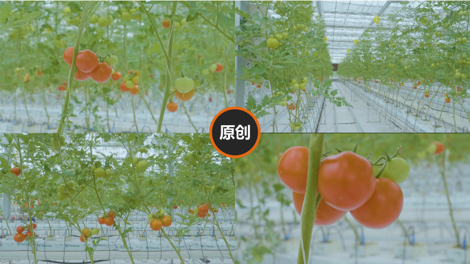 C100番茄 新鲜蔬菜 大棚果蔬