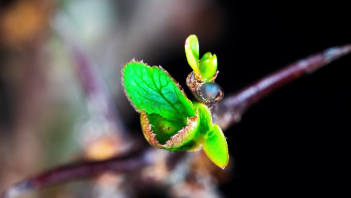 植物嫩芽发芽树苗发芽生长延时拍摄