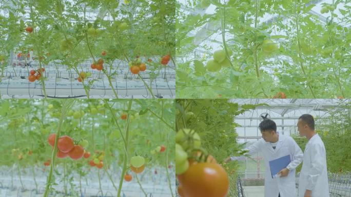 C098现代农业 番茄 农业技术 农技员