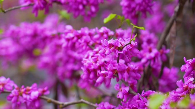 紫荆花-春暖花开娇艳唯美紫色花朵