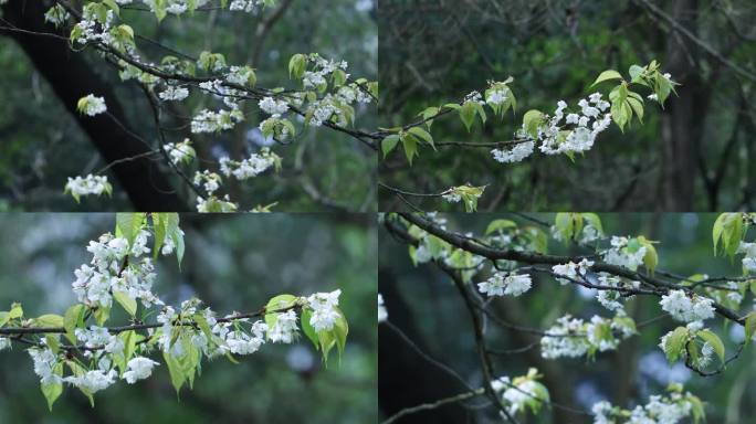 4K梨花白色花朵花瓣雨