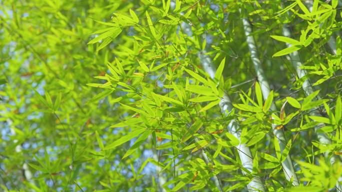 4k阳光下的竹子空镜头