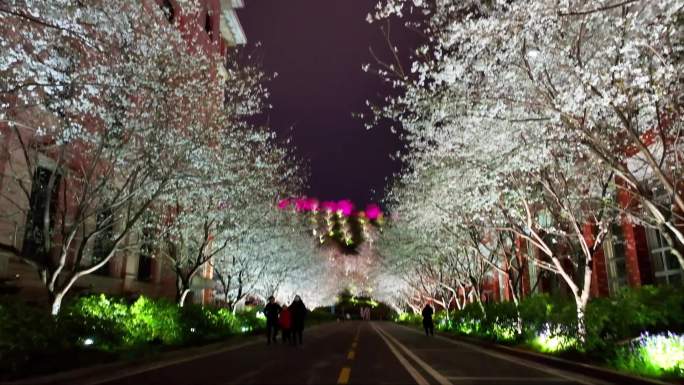 樱花节樱花夜景 夜樱