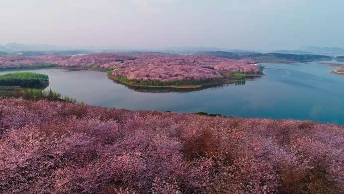 樱花 樱花岛 贵安平坝樱花园 湖泊