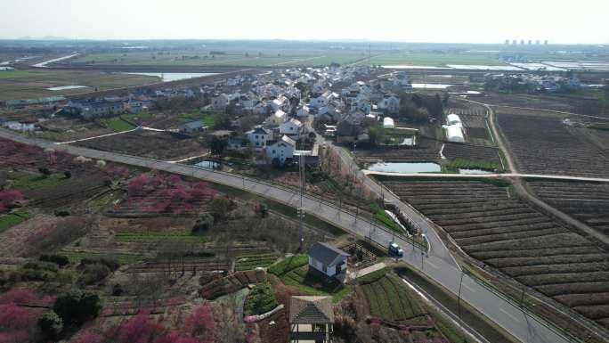 万亩梅花、千里梅林迎春来 乡村美景