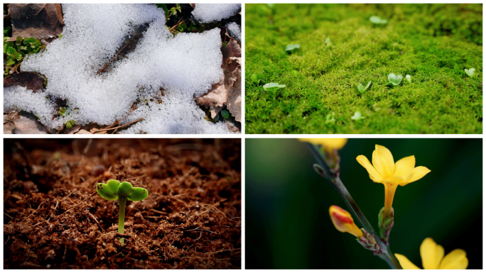 春天冰雪融化种子发芽万物复苏生长