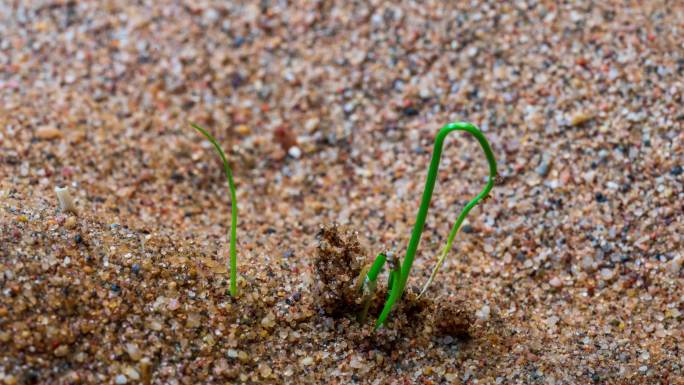 沙漠植物生长野生沙葱生长延时拍摄