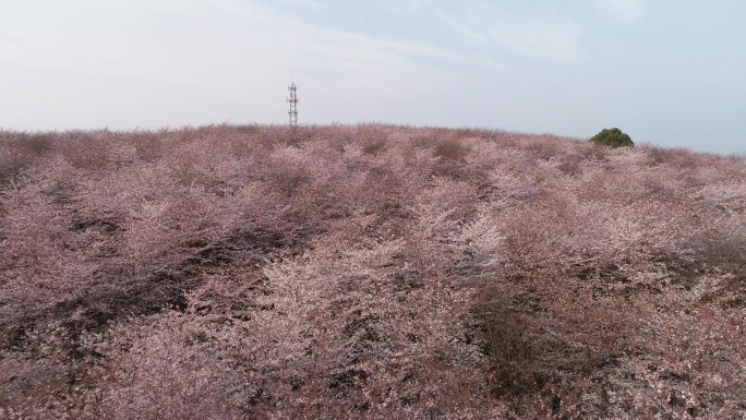 樱花  大片樱花 贵安平坝樱花园 樱花树