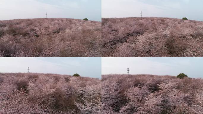 樱花  大片樱花 贵安平坝樱花园 樱花树