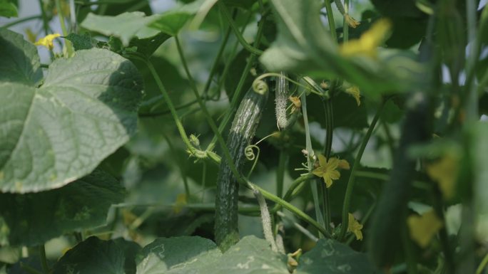 乡村大棚黄瓜蔬菜采摘种植实拍4K