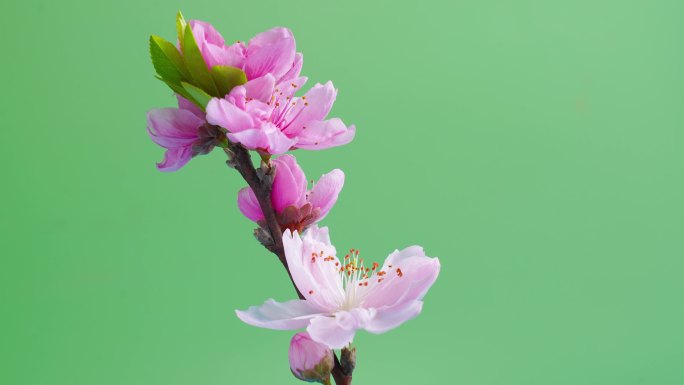 桃花绽放开花花枝