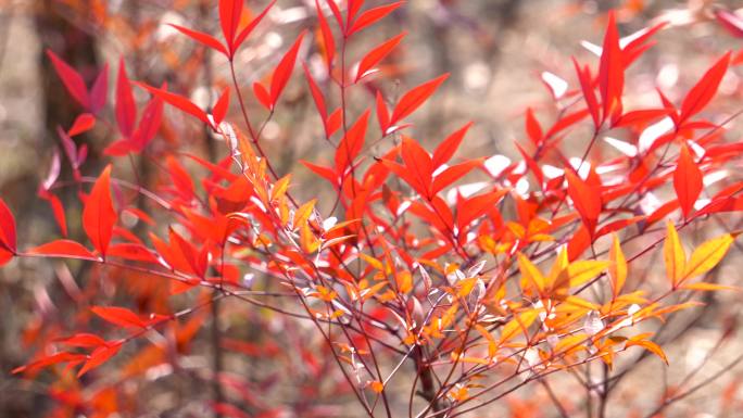 春天公园里红色的天竺叶子