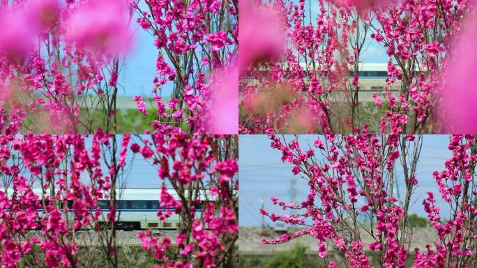 花  动车 高铁 驶向春天的动车