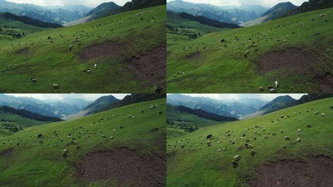 新疆草原牛羊遍野满山漫步吃草航拍自然风景