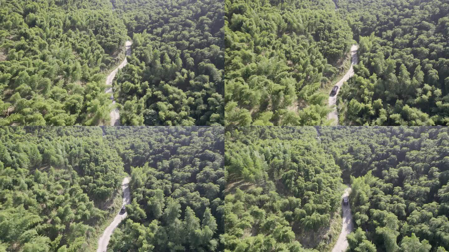 5K森林汽车穿过树林航拍竹林中国生态