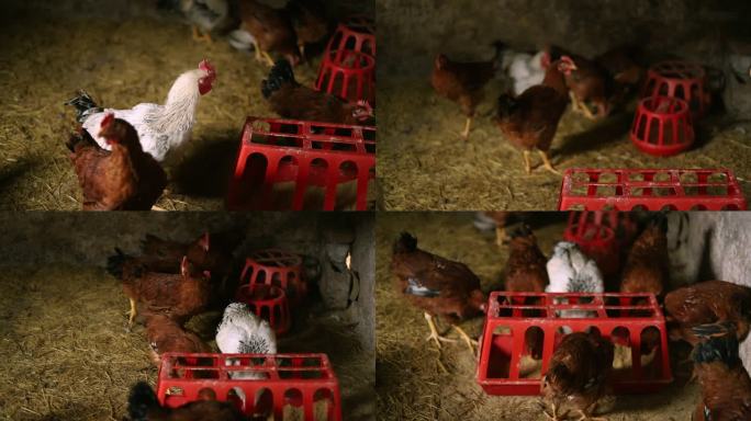 鸡圈里的一群公鸡动物