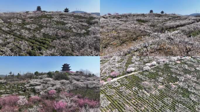 梅花山梅花溧水梅花溧水傅家边南京梅花山