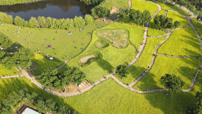 4K超清沈阳城市公园油菜花海自然景观